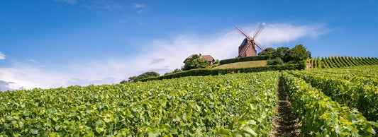 Champagne - Der schäumende Traum aus Frankreich