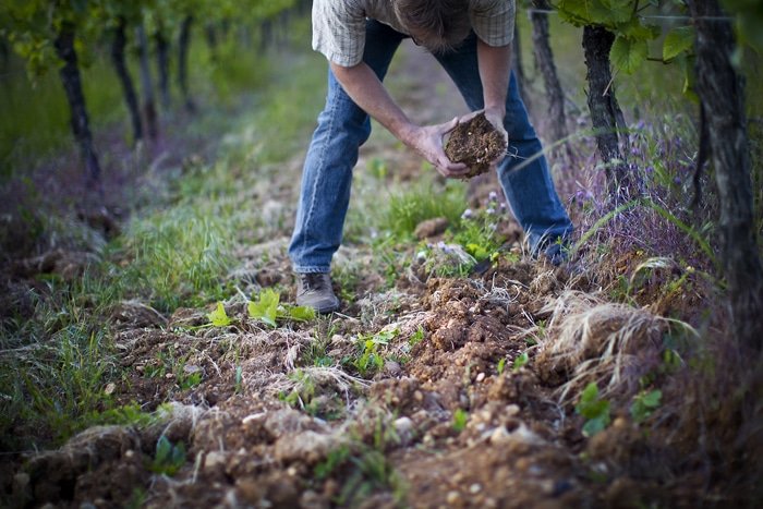 Bioweine, biodynamische Weine oder Naturweine – Was ist das? Teil 1: Bioweine