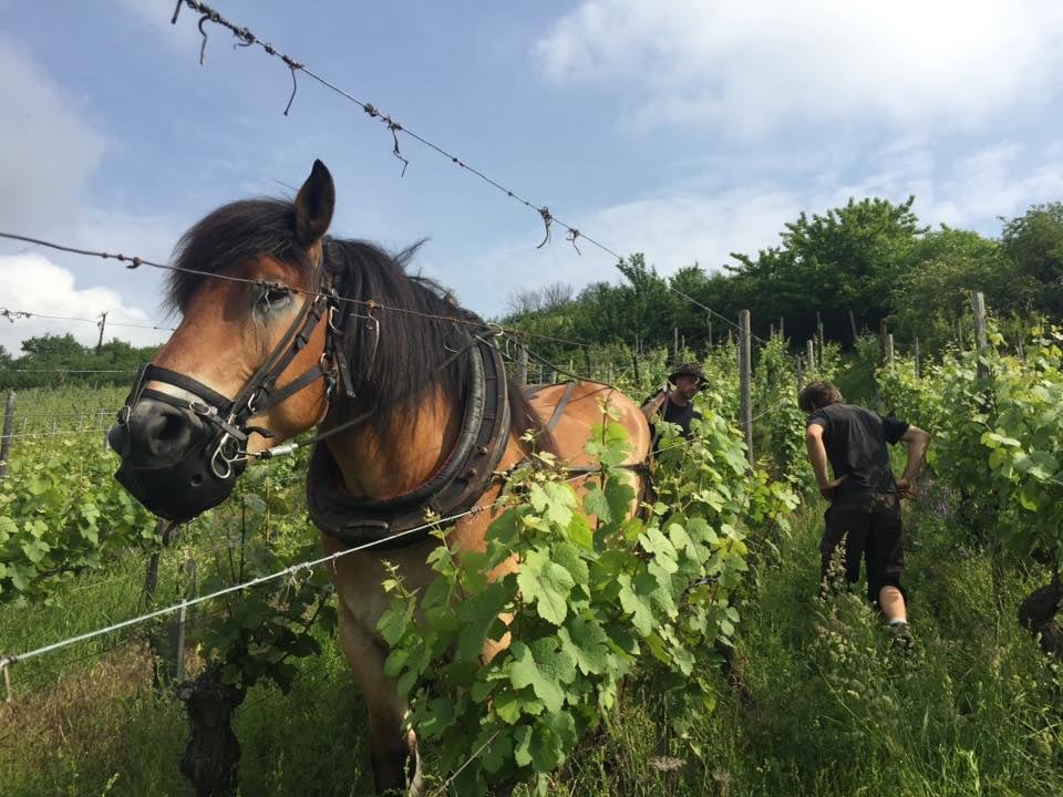 Bioweine, biodynamische Weine oder Naturweine – was ist das? Teil 2: Biodynamische Weine